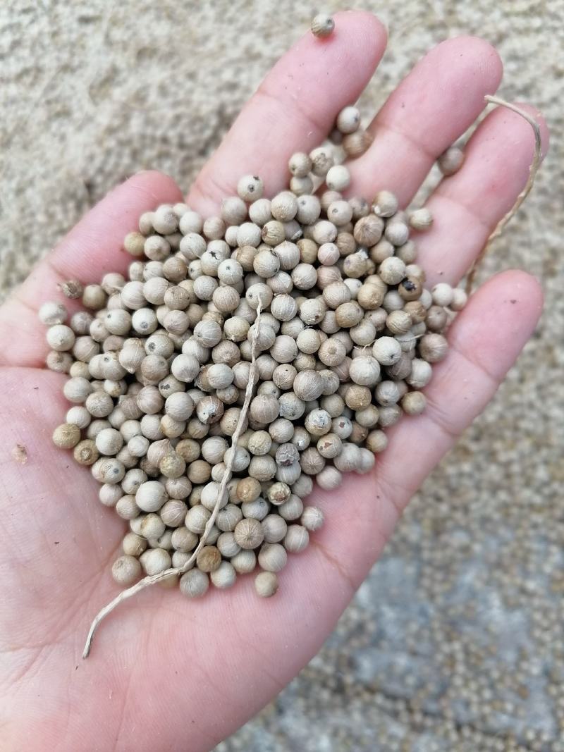 海南胡椒：香飘全国的调味品
